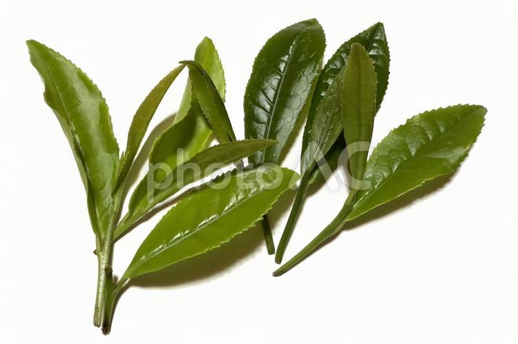 茶葉の新芽を摘む・一芯二葉 茶葉,若芽,新茶の写真素材