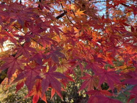 もみじ もみじ,紅葉,徳島県の写真素材