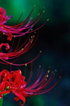 彼岸花　曼珠沙華　赤い花の写真