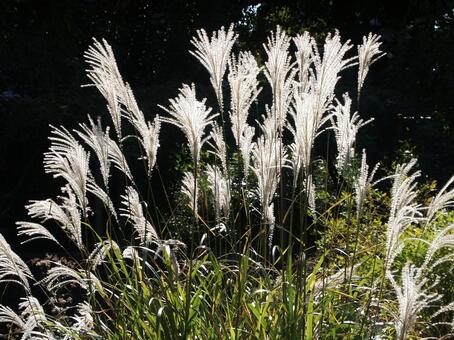 ススキ・薄・尾花　咲く風景 風景美,ポピュラー,夏の写真素材