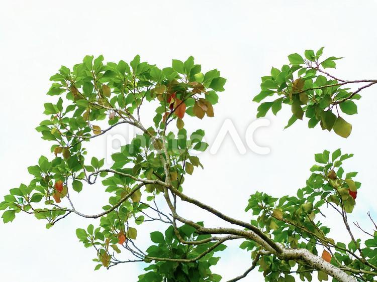 夏の新緑の葉　背景素材 葉,新緑,緑の写真素材