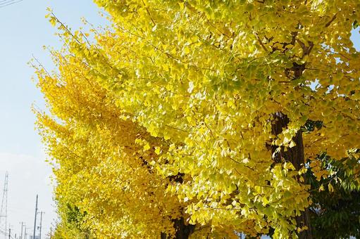 爽やかな秋の空と黄葉した銀杏 風景,景色,自然界の写真素材