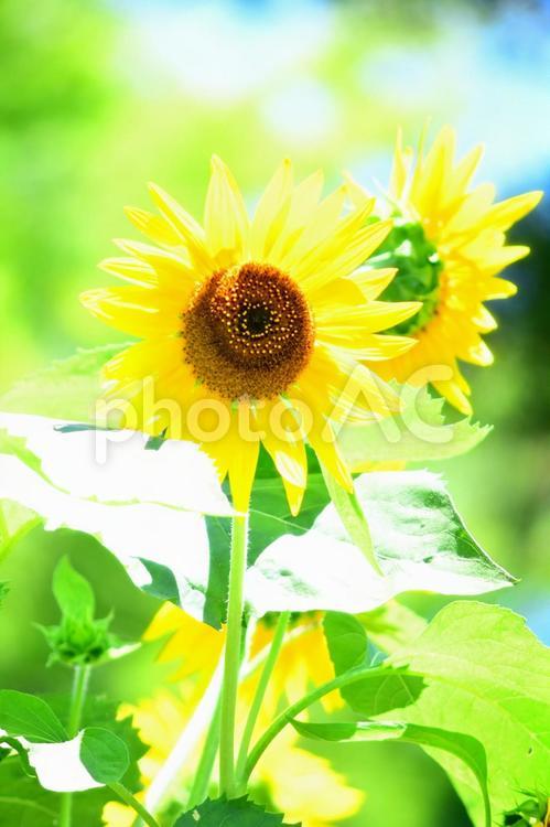 ヒマワリ　ひまわり　向日葵 ヒマワリ,向日葵,花の写真素材
