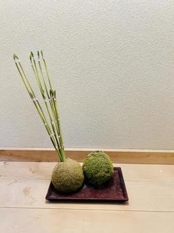 苔玉と竹の和風インテリア装飾 苔玉と竹の和風インテリア装飾 苔玉,こけだま,コケ玉の写真素材