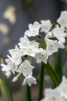 繊細な花びらの白い花のクローズアップの写真