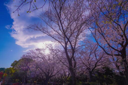 岸根公園桜と雲間の太陽 桜,ソメイヨシノ,満開の写真素材