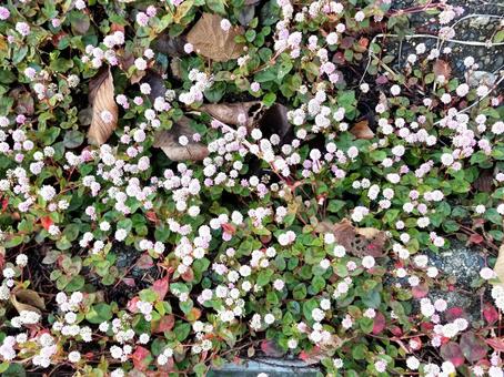ヒメツルソバの花 ヒメツルソバ,花,ピンク色の写真素材