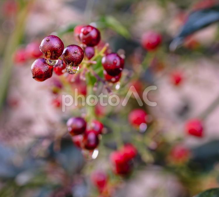 南天の実と水滴５ 南天,水滴,ナンテンの写真素材