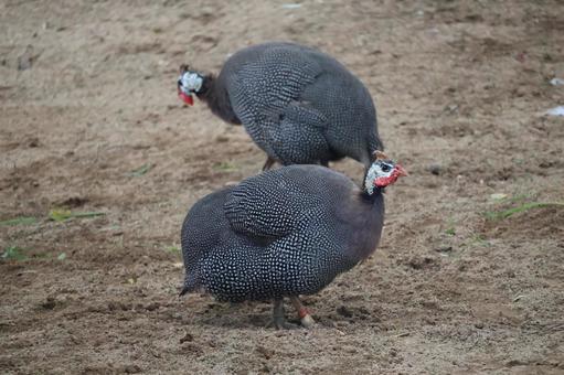 2羽のホロホロチョウ 2羽のホロホロチョウの写真