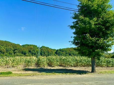 道端に生える木 道端に生える木 木,樹木,緑の写真素材
