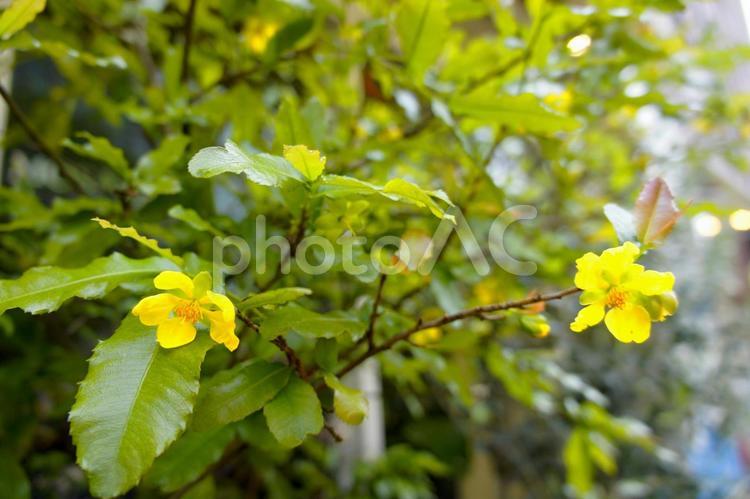 ミッキーマウスの木 木,花,黄色の写真素材