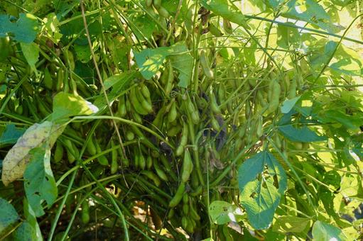 収穫前の黒枝豆 収穫前の黒枝豆 枝豆,収穫,家庭菜園の写真素材
