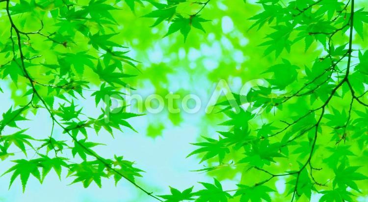 新緑（青もみじ） 新緑,若葉,青もみじの写真素材