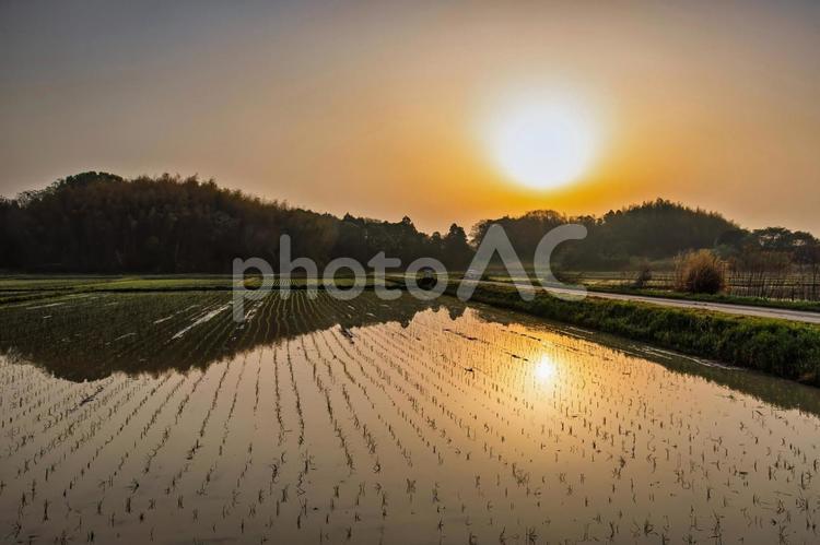 水田に朝日が反射する美しい日本の田園風景 水田,太陽,田んぼの写真素材