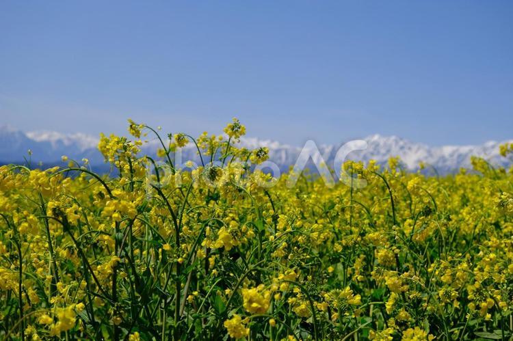 北アルプスと菜の花 北アルプス,菜の花,春の写真素材