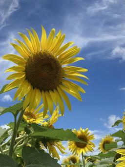 夏の青空に映えるひまわりの花 夏の青空に映えるひまわりの花の写真