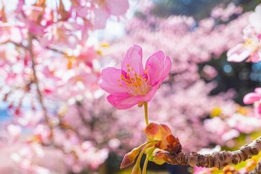 マクロ撮影した桜の花 マクロ撮影した桜の花 桜,河津桜,マクロ撮影の写真素材