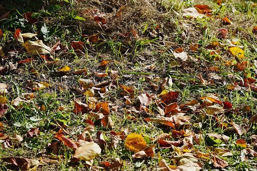 趣のある落ち葉 自然,草,朝露の写真素材