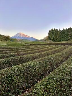 茶畑と富士山 富士山,茶畑,お茶の写真素材