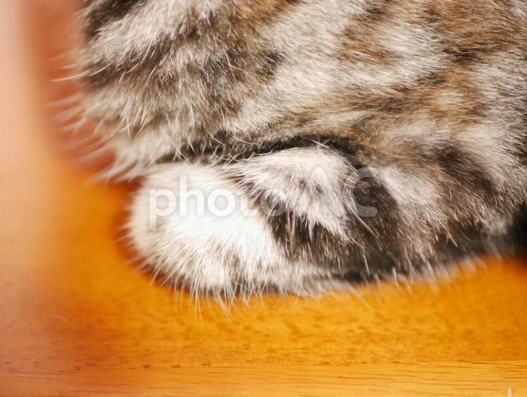 アメショのくーちゃんの毛アップ 動物,ねこ,ネコの写真素材