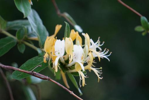 スイカズラの花 スイカズラの花 スイカズラ,スイカズラの花,植物の写真素材