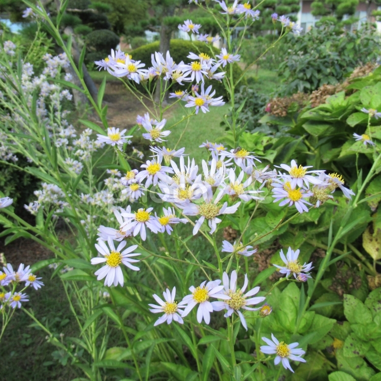 図書館の花壇に咲くシオンの花 シオン,紫苑,花の写真素材