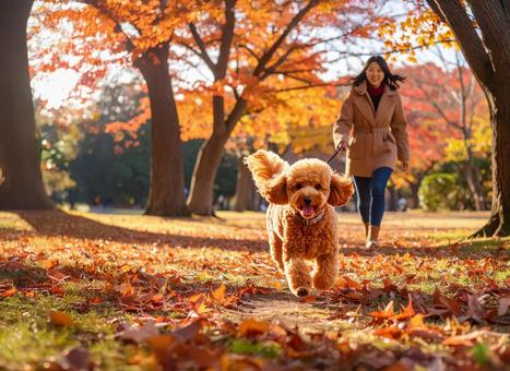 秋の公園で犬のお散歩 秋の公園で犬のお散歩の写真