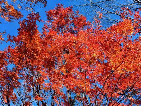 紅葉と青空 紅葉,青空,モミジの写真素材