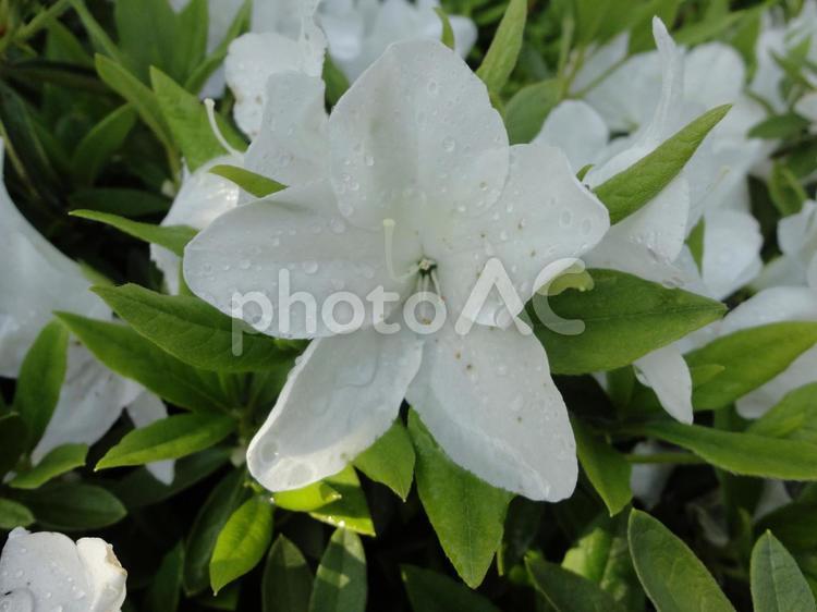 鮮やかに咲き誇るつつじの花 つつじ,ツツジ科,春の写真素材
