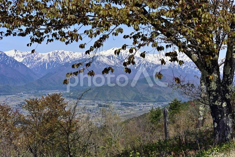 大町市街越しに北アルプスを望む 北アルプス,風景,青空の写真素材
