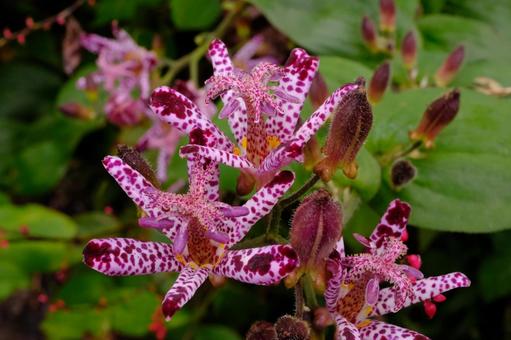 ホトトギスの写真