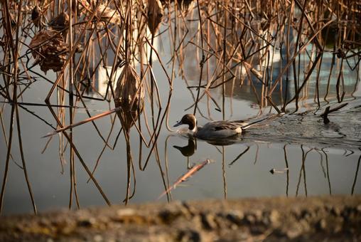 Photo, animale selvatico, animale, uccello, 