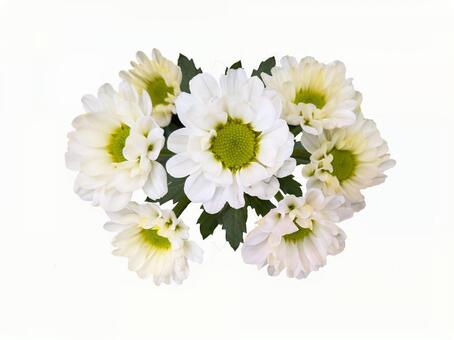 菊01 菊,小菊,家菊の写真素材