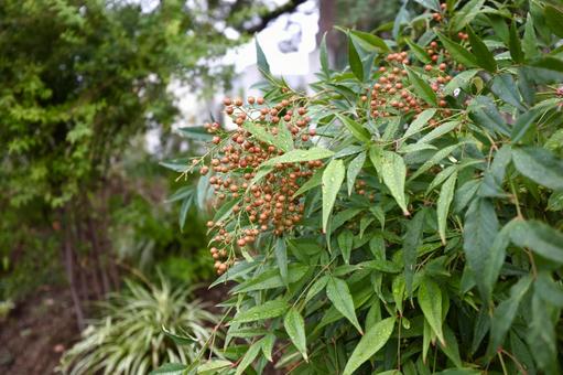 ナンテンがなる草むら メギ科,ナンテン,雨上がりの写真素材