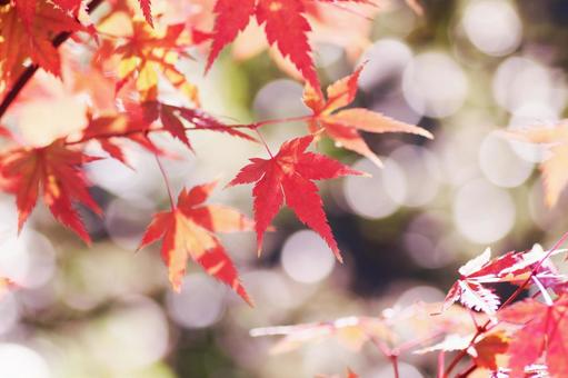 色鮮やかな秋の紅葉 色鮮やかな秋の紅葉の写真