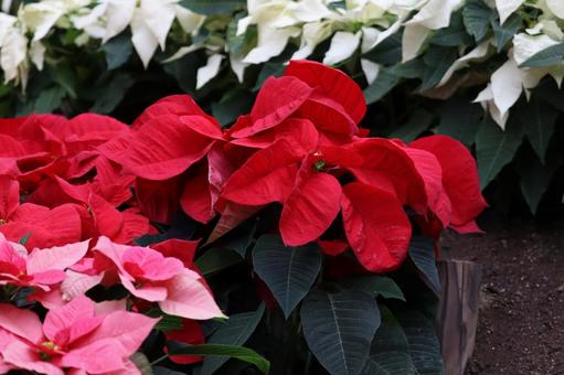 ポインセチア 植物,草,赤色の写真素材