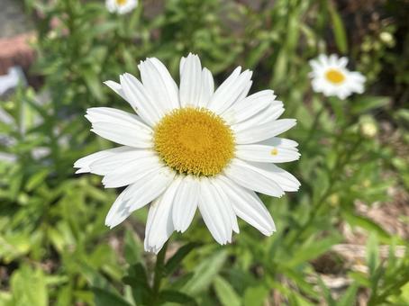 シャスタデージー シャスタデージー シャスタデージー,キク科,花の写真素材