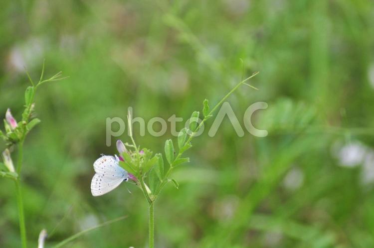 カラスノエンドウとツバメシジミ 蝶,ツバメシジミ,カラスノエンドウの写真素材
