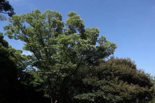 代々木公園 代々木公園の写真