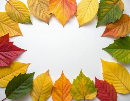 紅葉した葉っぱ2 紅葉した葉っぱ2の写真