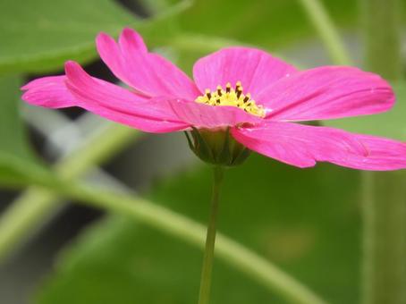 Cosmos, JPG