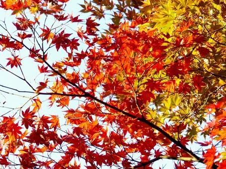 秋空の下で紅葉するもみじ 秋空の下で紅葉するもみじ 秋,秋空,秋イメージの写真素材