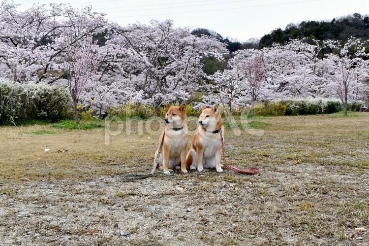 柴犬・桜・花見 柴犬,柴,犬の写真素材
