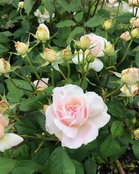 淡いピンクの薔薇の花 淡いピンクの薔薇の花 薔薇,淡いピンク色,薔薇の季節の写真素材