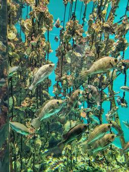 アクアリウム１ 水生生物,小魚,岩の写真素材