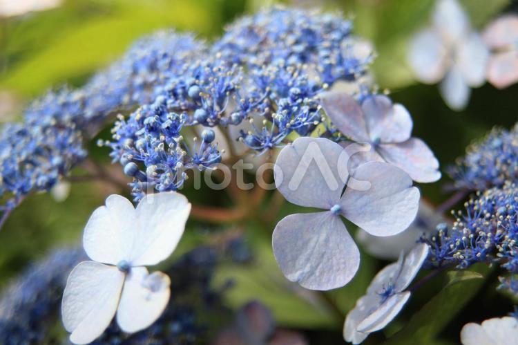 北潟湖畔のガクアジサイ ガクアジサイ,紫陽花,薄紫の写真素材