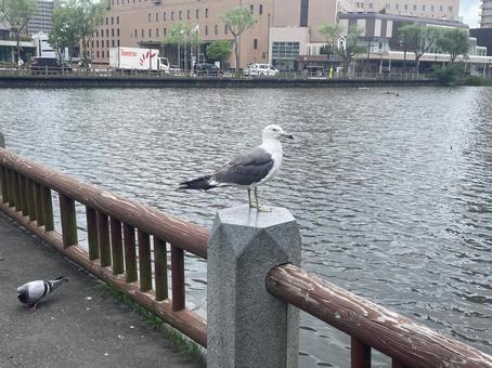 Black-tailed Gulls by the Water, JPG Black-tailed Gulls by the Water, JPG