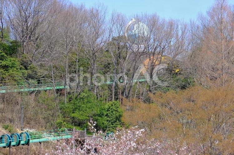 丸山総合公園　桜 桜,さくら,サクラの写真素材