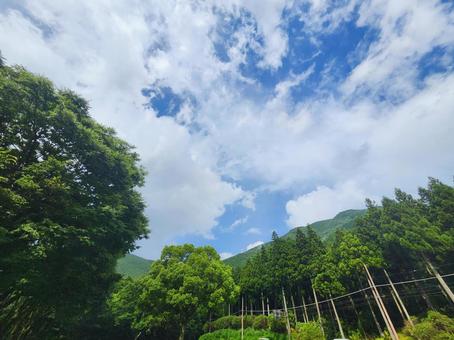 青空と樹木の写真