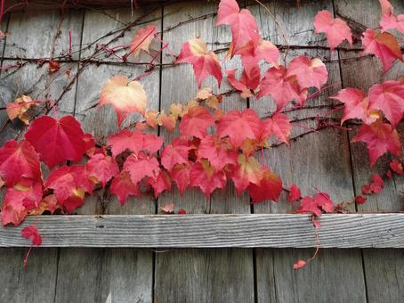 紅葉するツタ ツタ,紅よう,１１月の写真素材